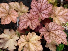 Żurawka World Caffe Americano Heuchera C2