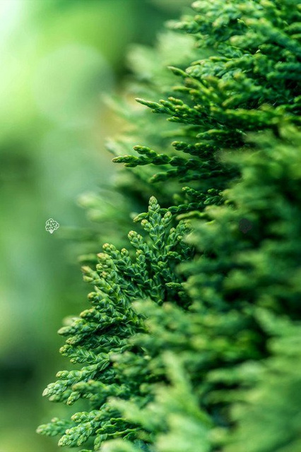 Tuja kulista Danica Thuja occidentalis