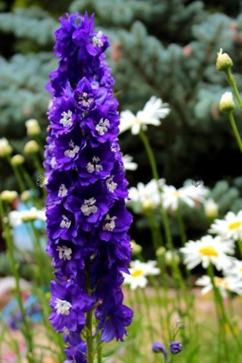 Ostróżka ogrodowa Christel Delphinium elatum C2