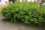 Berberys Thunberga Smaragd Berberis thunbergii P9