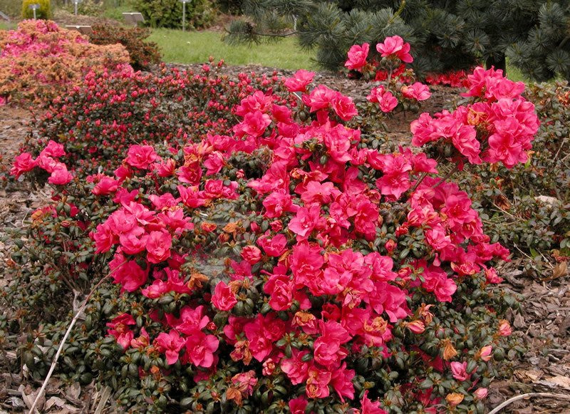 Azalia japońska Tornella Rhododendron obtusum C2