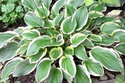 Funkia So Sweet Hosta P13