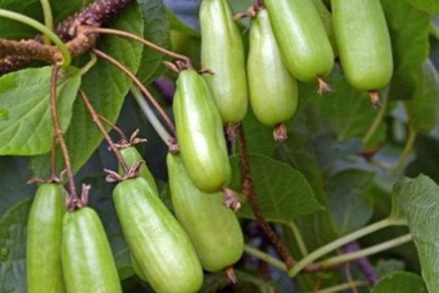 Aktinidia Mini kiwi Dr Szymanowski Actinidia kolomikta C2