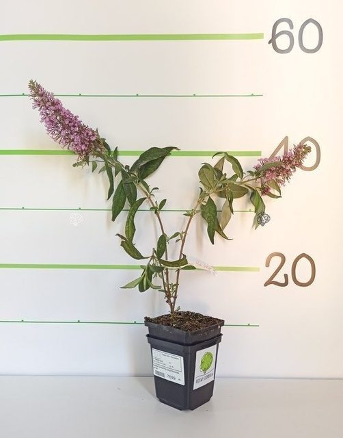 Budleja Davida Pink Delight Buddleja davidii C2