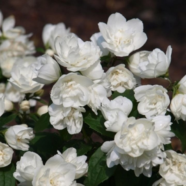 Jaśminowiec Virginal Philadelphus P9