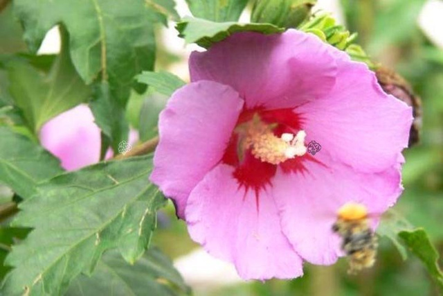 Ketmia syryjska Pink Giant Hibiscus syriacus C2