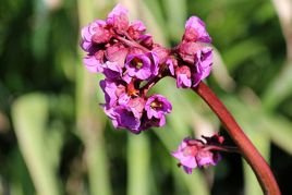 Bergenia Robusta Bergenia cordifolia P9