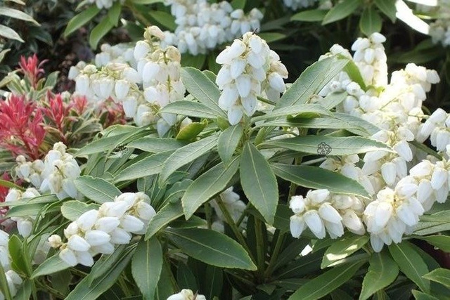 Pieris japoński Sarabande Pieris japonica C1,5