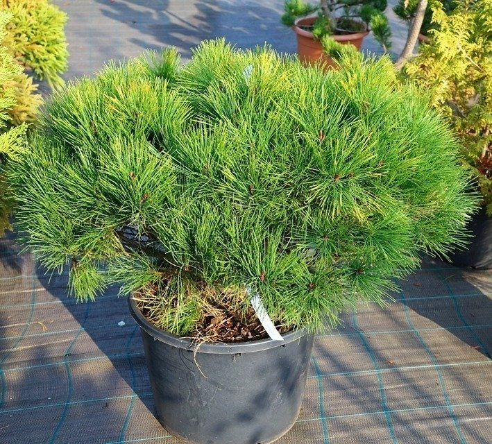 Sosna gęstokwiatowa Alice Verkade Pinus densiflora C5