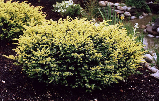 Cis pospolity Elegantissima Taxus baccata C3