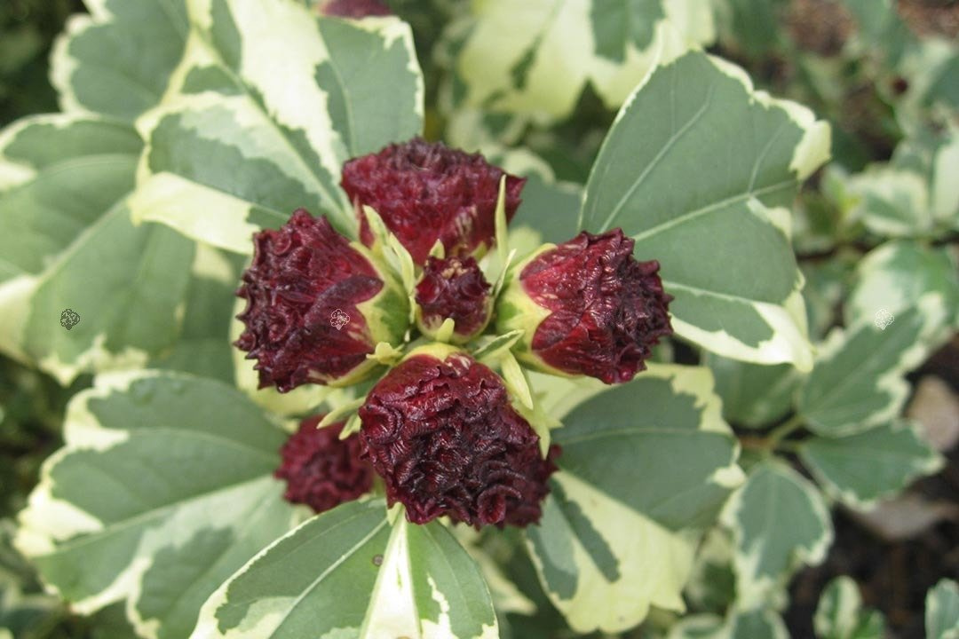 Ketmia syryjska Purpureus Variegatus Hibiscus syriacus C2