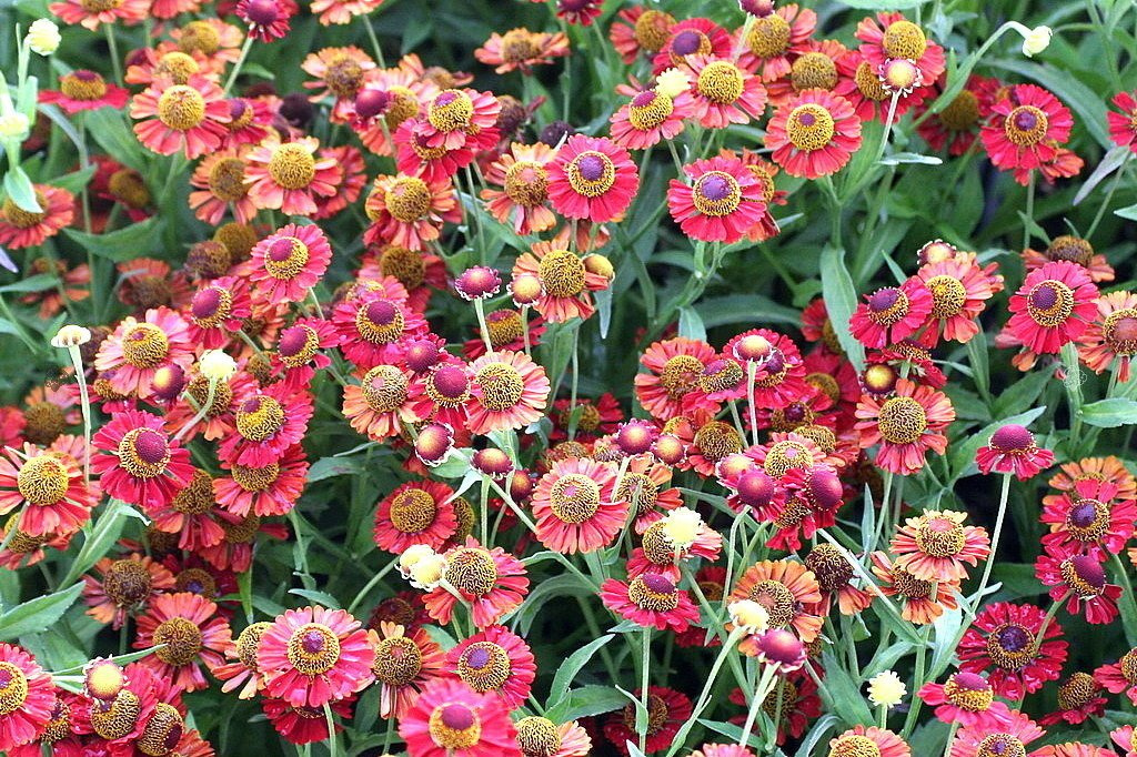 Dzielżan Ruby Tuesday Helenium C2