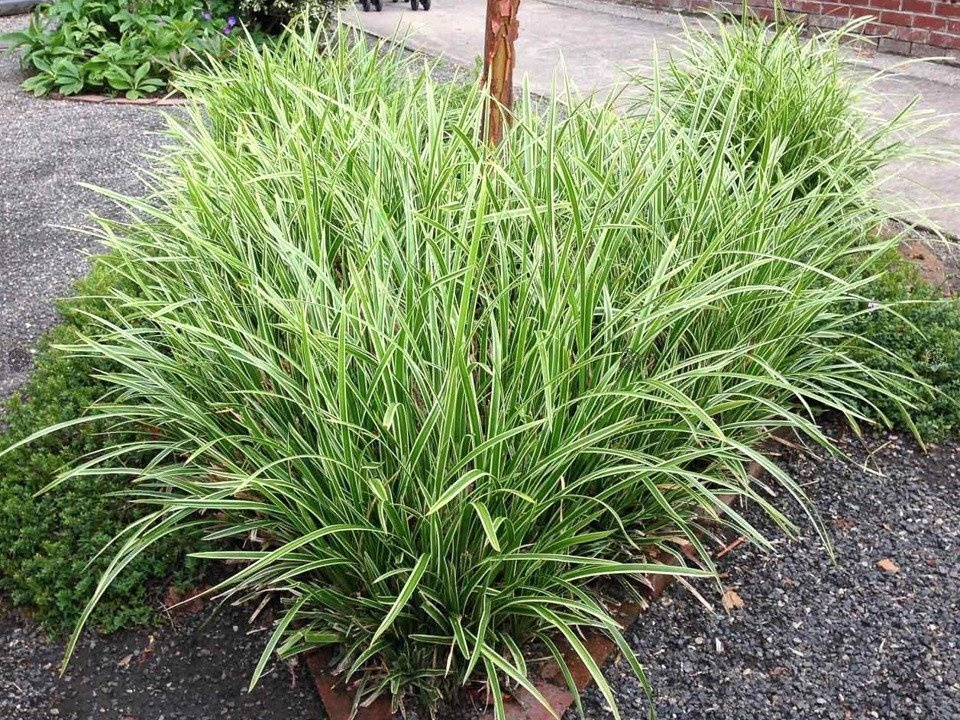 Turzyca Morrowa Ice Dance Carex morrowii C2