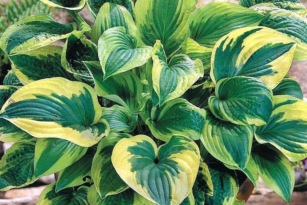 Funkia Brim Cup Hosta C2