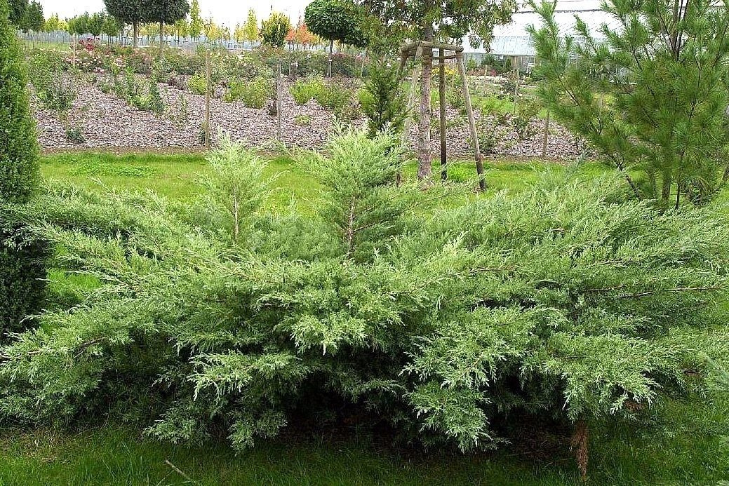 Jałowiec wirginijski Hetz Juniperus virginiana C2