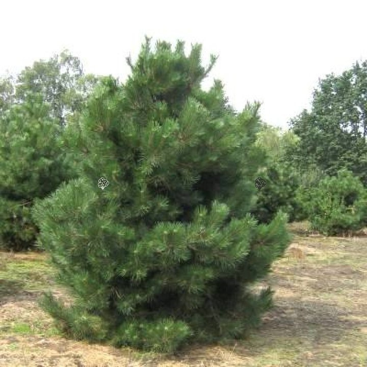 Sosna czarna Nana Pinus nigra C5