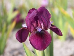 Irys miniaturowy Fuzzy Iris pumila C1