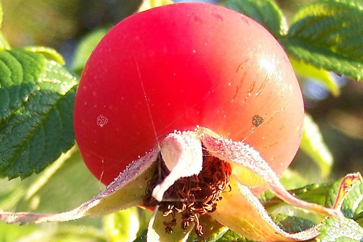 Róża pomarszczona Rosa rugosa C2