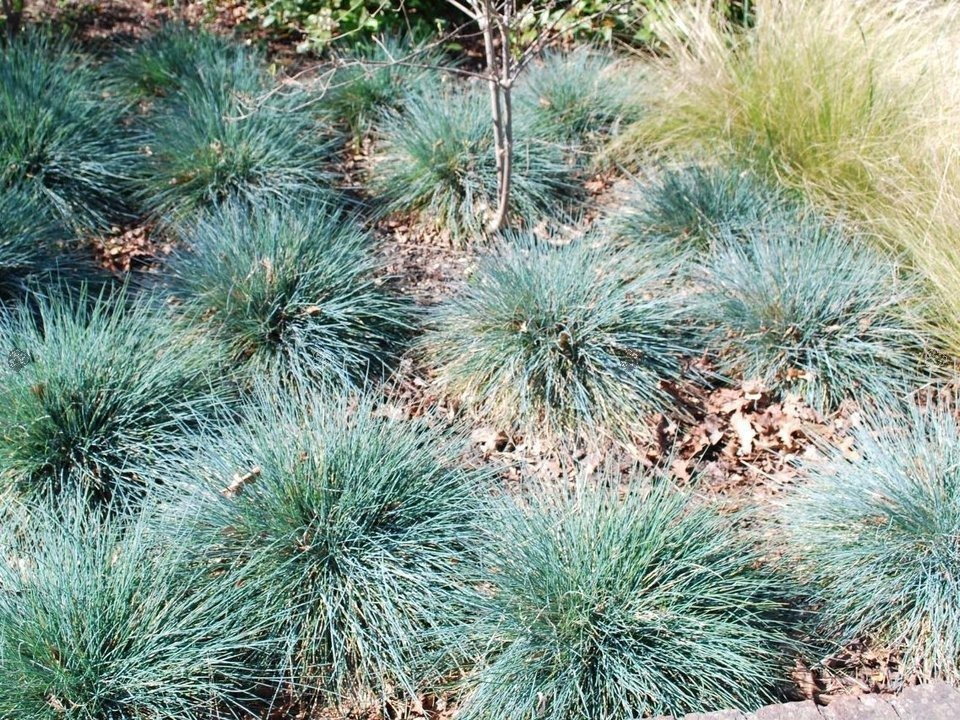 Kostrzewa sina Festuca glauca C3