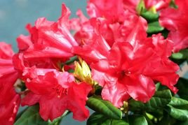 Różanecznik forresta Scarlet Wonder Rhododendron forrestii C2