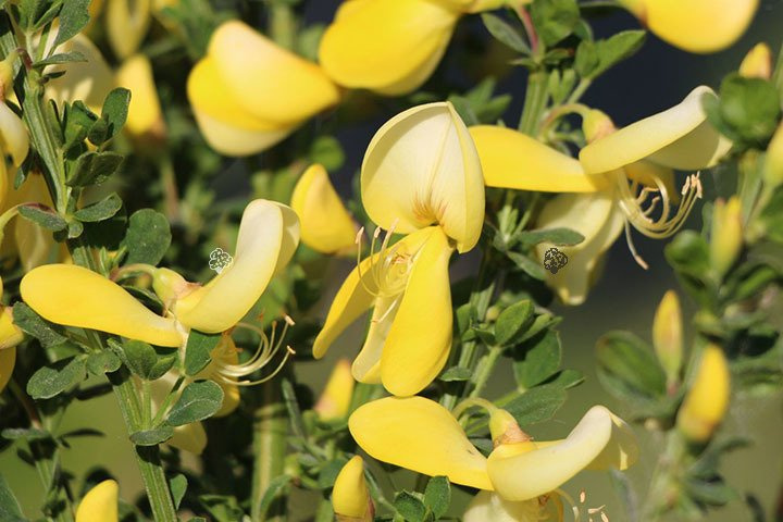 Żarnowiec Luna Cytisus C2
