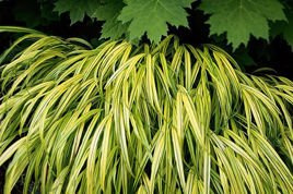 Trawa bambusowa Aureola Hakonechloa macra P9