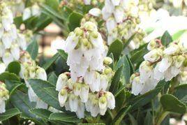 Pieris japoński Sarabande Pieris japonica C1,5
