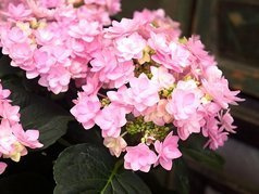Hortensja ogrodowa You&Me Romance PBR Hydrangea macrophylla C1