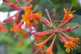 Wiciokrzew Heckrotta Goldflame Lonicera heckrottii P9