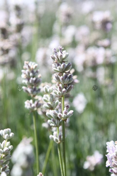 Lawenda wąskolistna Elegance Ice Lavandula angustifolia P9
