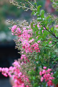 Lagerstroemia indyjska Eveline PBR Lagerstroemia indica P9