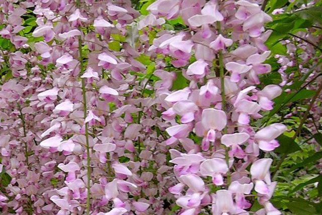 Glicynia kwiecista Honbeni Wisteria floribunda C2
