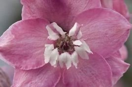 Ostróżka ogrodowa Magic Fountains Pink Delphinium C2