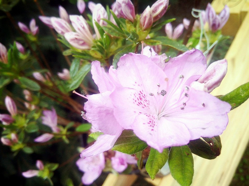 Azalia japońska Ledikanense Rhododendron obtusum C2