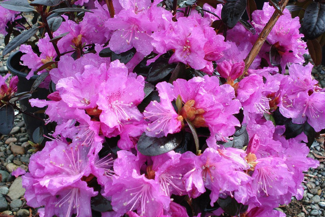 Różanecznik dahurski Regal Rhododendron dauricum C2