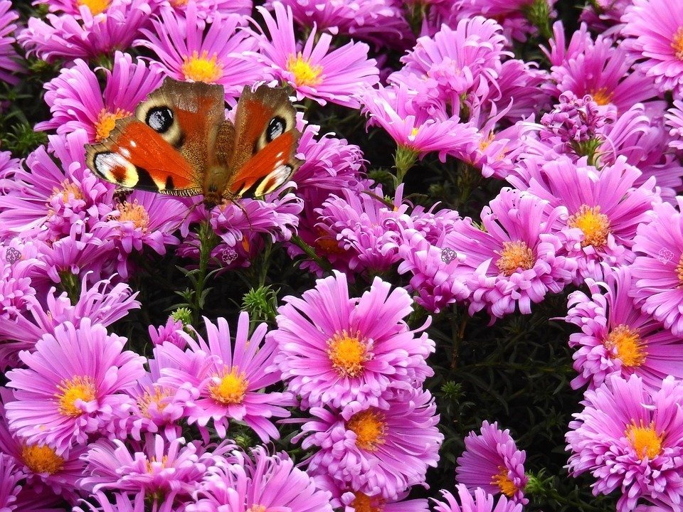 Aster nowobelgijski Patricia Ballard Aster novi-belgii C3