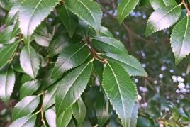 Wiąz syberyjski Ulmus pumila P9