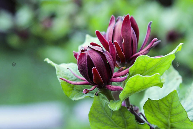 Kielichowiec wonny Calycanthus floridus C2