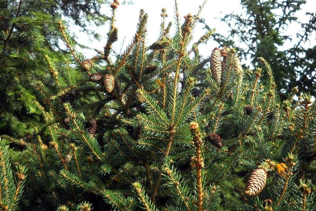 Świerk pospolity Acrocona Picea abies C5