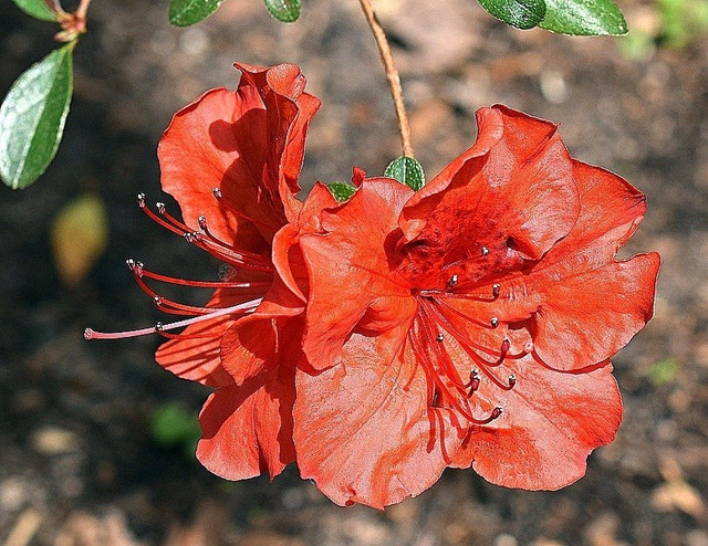 Azalia japońska Nordlicht Rhododendron obtusum C2