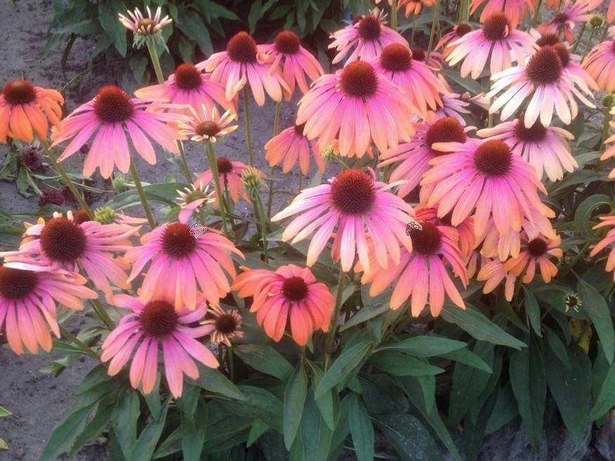 Jeżówka Rainbow Marcella PBR Echinacea hybrida C3