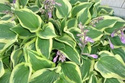 Funkia Pilgrim Hosta