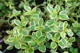 Macierzanka cytrynowa Lemon Thymus citriodorus P9