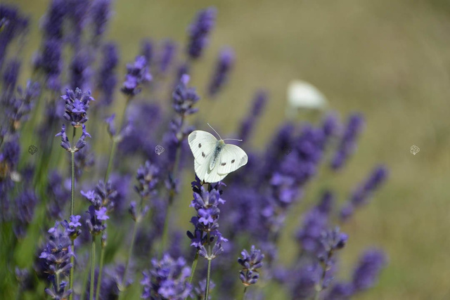 Lawenda wąskolistna Hidcote Blue Scent Lavandula angustifolia P9