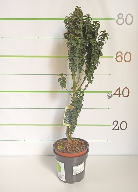 Dereń świdwa Compressa Cornus sanguinea P9