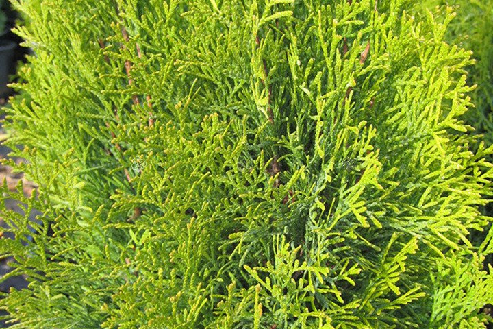 Tuja Janed Gold PBR Thuja occidentalis C2