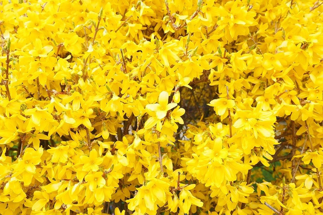 Forsycja zwykła Aurea PBR Forsythia suspensa C3