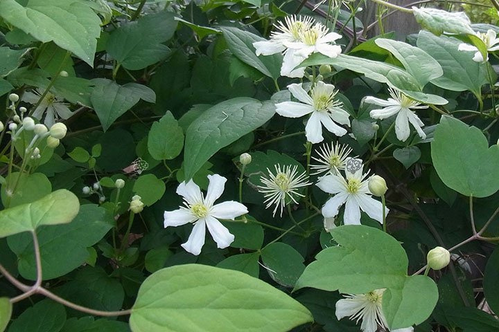 Powojnik pnący Paul Farges Clematis C2