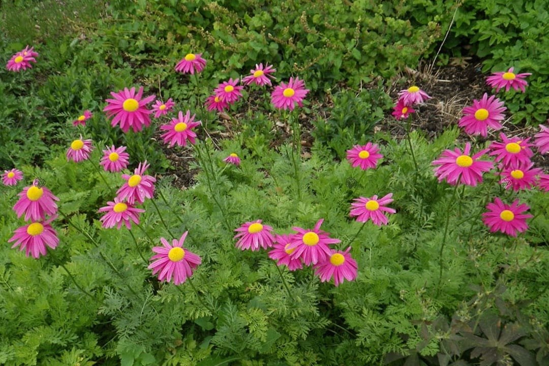 Złocień różowy Chrysanthemum coccineum P9