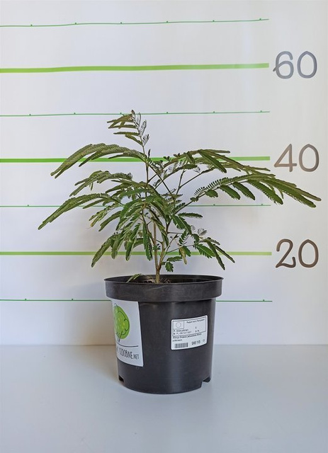 Albicja Drzewo jedwabiste Albizia julibrissin C2